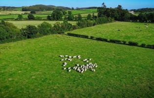 Aerial view of lambs at Potterland Farm