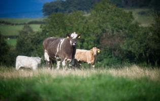 Beef cattle at Potterland Farm