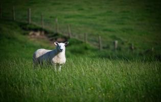 Sheep at Potterland Farm