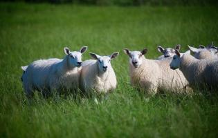 Sheep at Potterland Farm