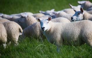 Sheep at Potterland Farm