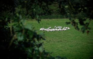 Sheep at Potterland Farm